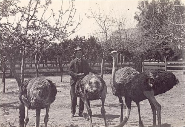 A man with three large ostriches on an ostrich farm